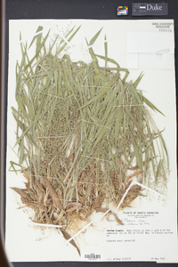 Panicum laxiflorum image