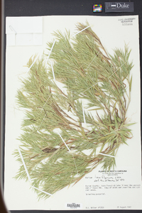 Panicum laxiflorum image