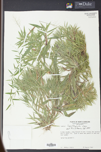 Panicum laxiflorum image