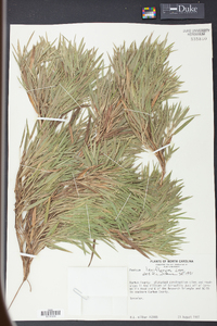 Panicum laxiflorum image