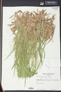 Panicum laxiflorum image