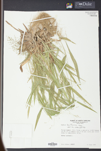 Panicum laxiflorum image