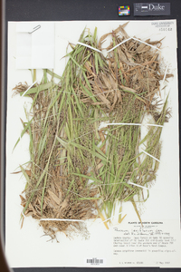 Panicum laxiflorum image