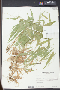 Panicum laxiflorum image