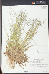 Panicum laxiflorum image