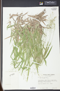 Panicum laxiflorum image