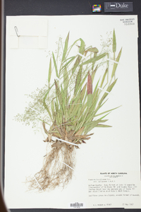 Panicum laxiflorum image