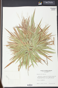 Panicum laxiflorum image