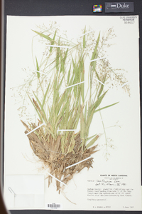 Panicum laxiflorum image