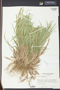 Panicum laxiflorum image