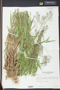 Panicum laxiflorum image