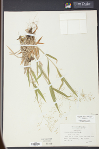 Panicum laxiflorum image