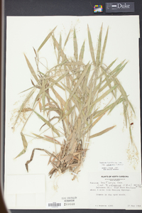 Panicum laxiflorum image