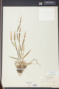 Panicum laxiflorum image