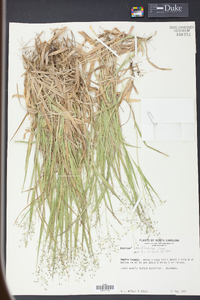 Panicum laxiflorum image