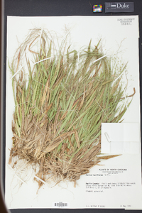 Panicum laxiflorum image