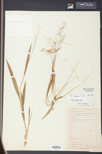 Panicum laxiflorum image