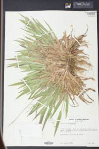 Panicum laxiflorum image