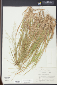 Panicum laxiflorum image