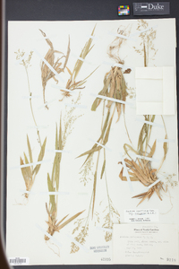 Panicum laxiflorum image