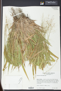 Panicum laxiflorum image