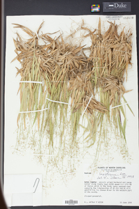 Panicum laxiflorum image