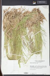 Panicum laxiflorum image