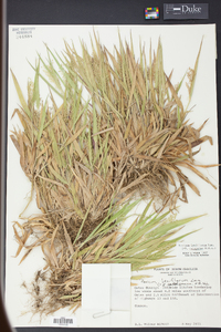 Panicum laxiflorum image