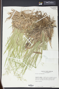 Panicum laxiflorum image