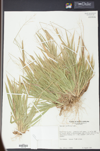 Panicum laxiflorum image