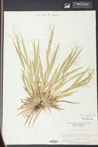 Panicum laxiflorum image