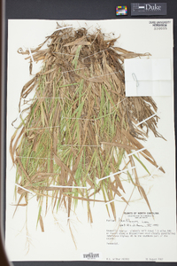 Panicum laxiflorum image