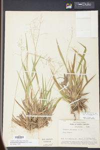 Panicum laxiflorum image