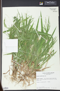 Panicum laxiflorum image