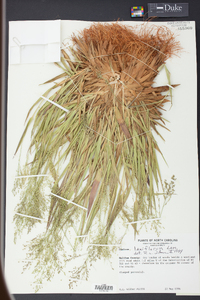 Panicum laxiflorum image