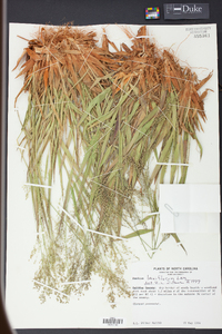 Panicum laxiflorum image