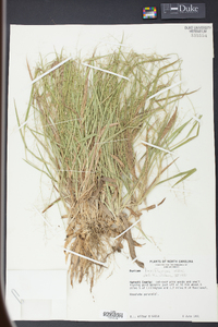 Panicum laxiflorum image