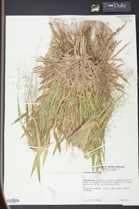 Panicum laxiflorum image