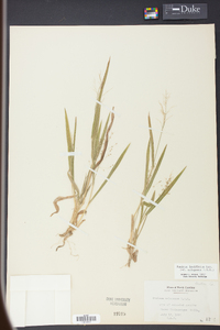 Panicum laxiflorum image