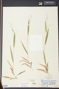 Panicum laxiflorum image