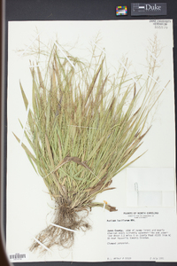 Panicum laxiflorum image