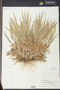 Panicum laxiflorum image