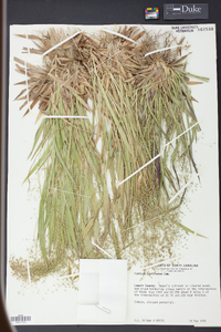 Panicum laxiflorum image