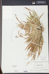 Panicum laxiflorum image