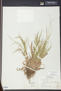 Panicum laxiflorum image