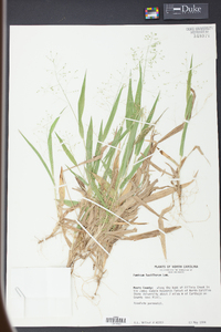 Panicum laxiflorum image