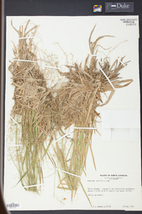 Panicum laxiflorum image