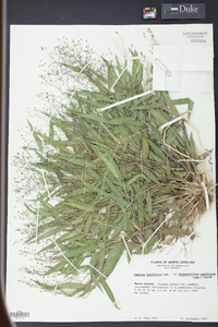 Panicum laxiflorum image