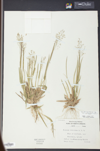 Panicum laxiflorum image