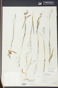 Panicum laxiflorum image